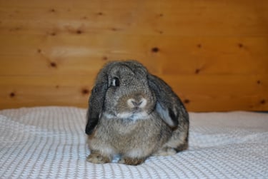 Hot Cross Buns' Sparrow - junior chestnut doe
