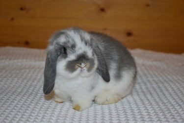 Hot Cross Buns' Toddles - broken opal  baby doe