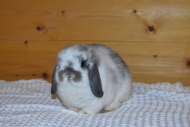 Hot Cross Buns' Waddles - pet baby opal doe