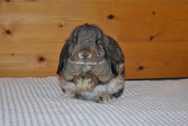 Hot Cross Buns' Wren - junior chestnut doe