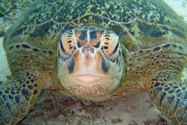 borneo sipdan diving turtle