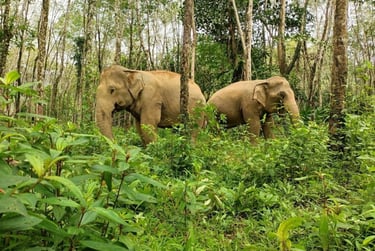 thailand khao lak elephant experience