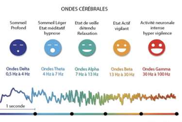 Ondes cérébrales et état