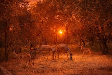 A herd of kudu and impala grazing in a forest clearing during a vibrant golden hour sunset.