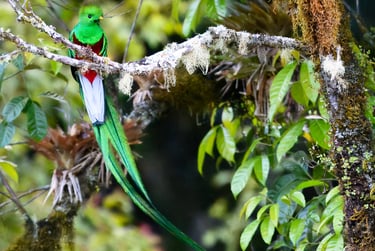 A Resplendent Quetzal with a stunning irridescent green tail in front of a bromeliad in Montebello