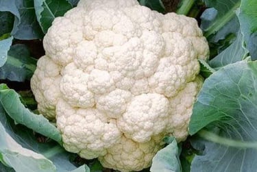 Fresh NexGen Seeds NXG-Delight white cauliflower head growing in a garden with green leaves.