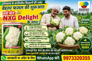 Farmers holding fresh cauliflower heads with Nexgen NXG Delight vegetable seeds banner and contact info.