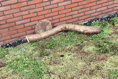 Bijenhotel, puur natuur