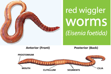Red wriggler worms shown with its basic morphology, including clitellum (reproductive part)