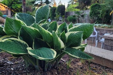 Our Hostas