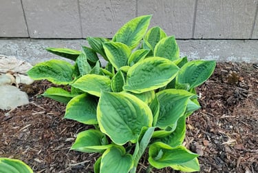 Our Hostas