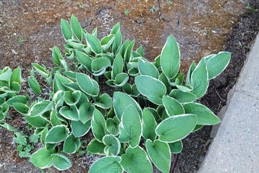 Our Hostas