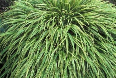 Albostriata
