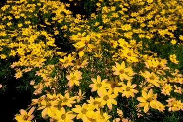 A field of blooming yellow Coreopsis verticillata flowers in a commercial greenhouse nursery.