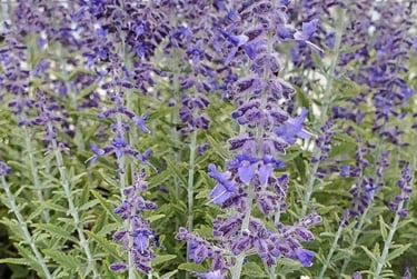 Russian Sage Plant