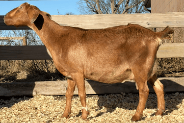 A completely brown goat with a white band on leg 