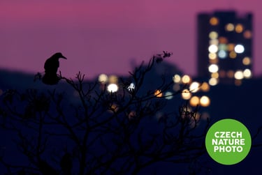 Fotografie nocoviště havranů polních v Brně na Riviéře při západu slunce, fotograf Matyáš Mutina