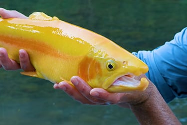 a man holding a fish in his hands