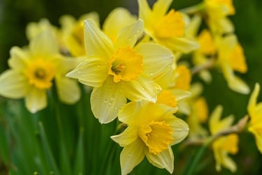 a bunch of yellow flowers in a vase