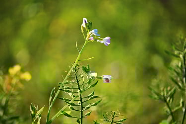 a small flower that is growing on a plant