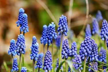 a bunch of blue flowers that are in the grass