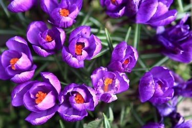 a bunch of purple flowers that are in blooming