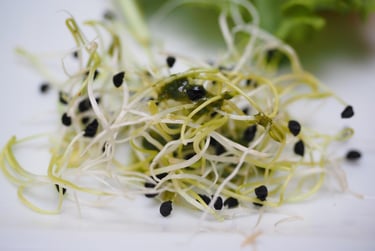 a close up of a sprout of sprouts and sprouts