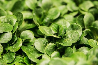 a close up of a bunch of green leaves