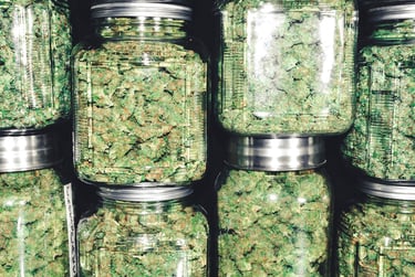 a bunch of cannabis buds in a multiple jars