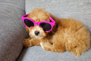 Red poodle puppy