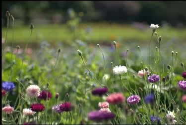 Community Garden in Musselburgh detail. Pentax KF