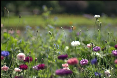 Flowers in Musselburgh community garden