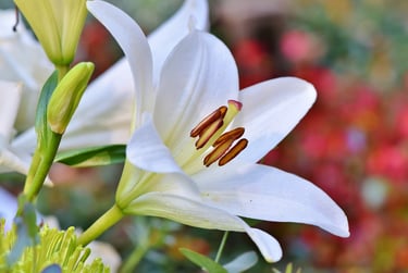 ginger lily CO