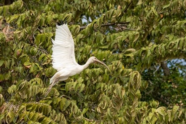 a white bird flying through a tree