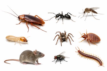 Most common pests in lebanon