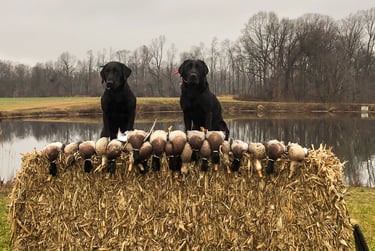 Two black labs sitting on a hay bale behind harvested puddle ducks in a Maryland field.