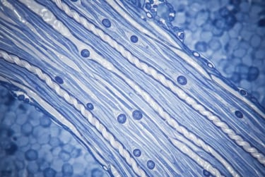 Collageen in het kraakbeen