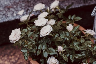 Roses in a clay pot on stairs.