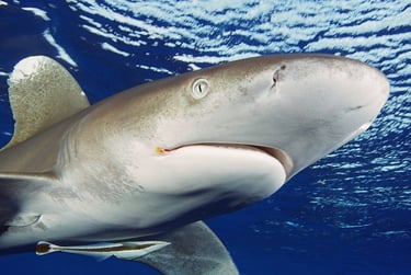 Requin Longimanus de face
