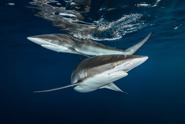 2 Requins longimanus Greg Lecoeur