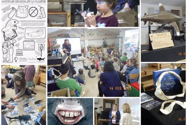 un collage d'image des différentes interventions de Shark Education Club à l'école Montessori