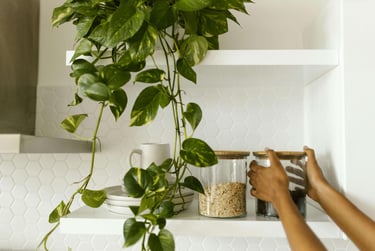 a person holding a plant in a kitchen