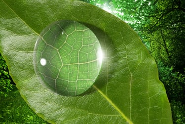 Leaf and water droplet showing details in zoom.
