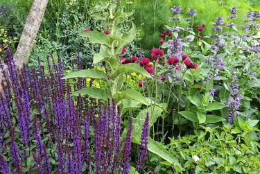 borders en biodiversiteit