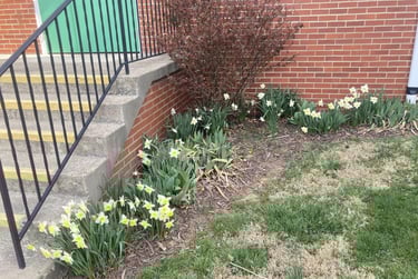 Springtime Flowers at Wesley Chapel!!!