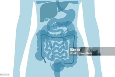 a human body with a diagram of the digest organs