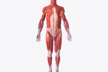 Detailed 3D medical illustration of the human muscular and circulatory systems on a white background.