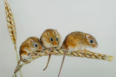 Harvest mice
