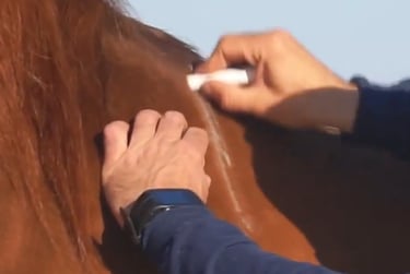 prise de mesures - saddle fitter