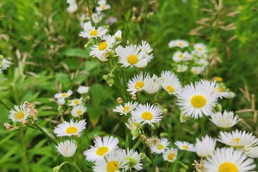 a bunch of white flowers in a field